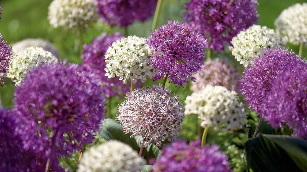 Mélange d'alliums
