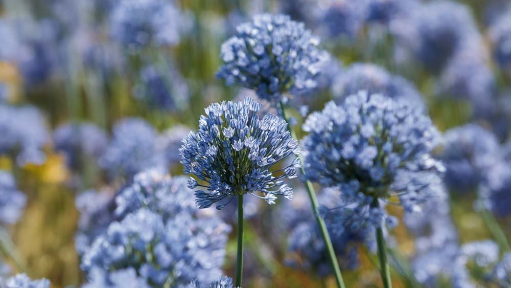 Allium bleus