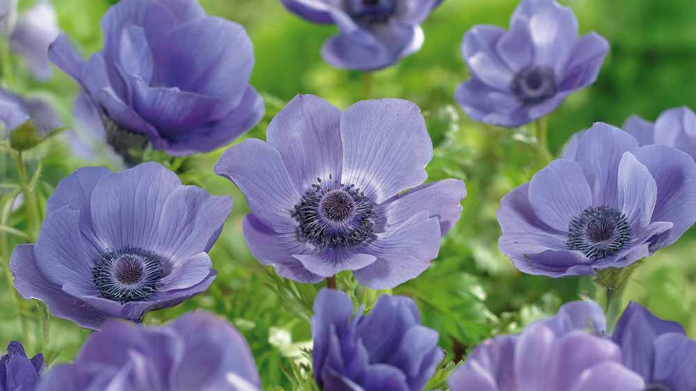 Anémones bleues