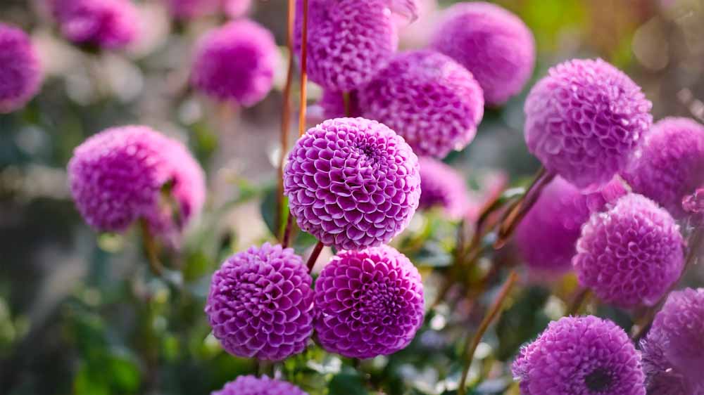 Dahlia bleue