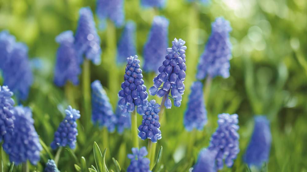 Muscaris bleus