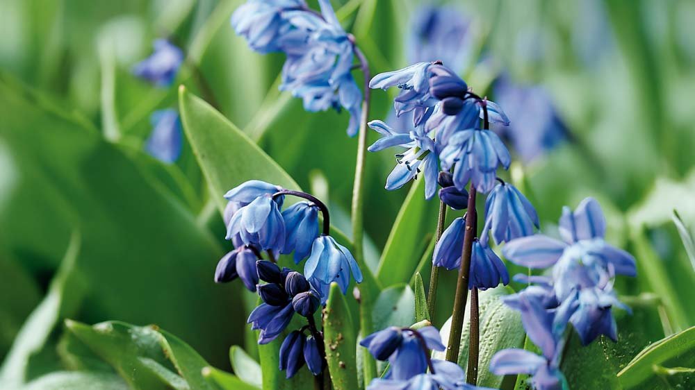 Scillas bleues