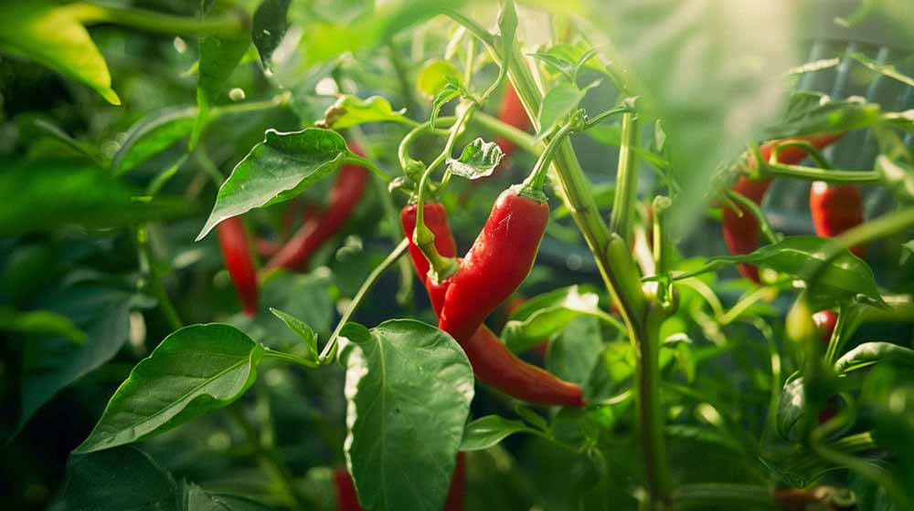 Graines de piments