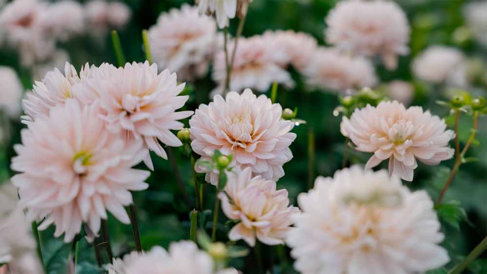 Dahlia nénuphar