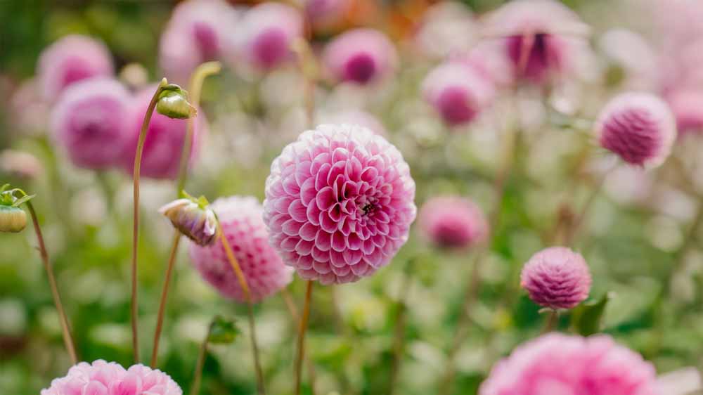 Dahlia boule