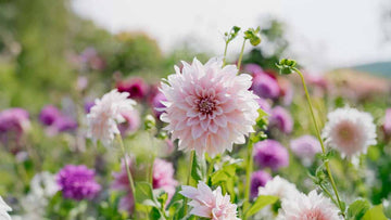 Dahlia Café au Lait
