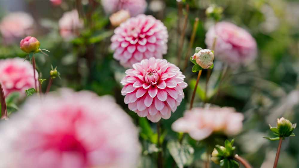 Dahlia décoratif