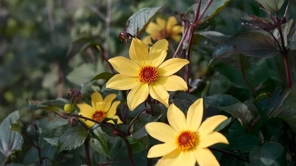 Dahlia à fleur simple
