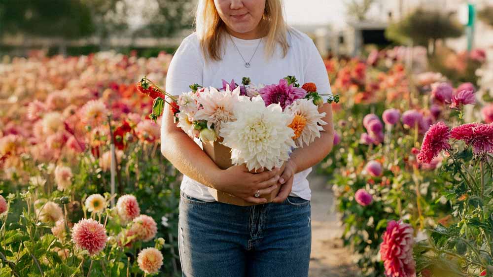 Mélange de dahlias