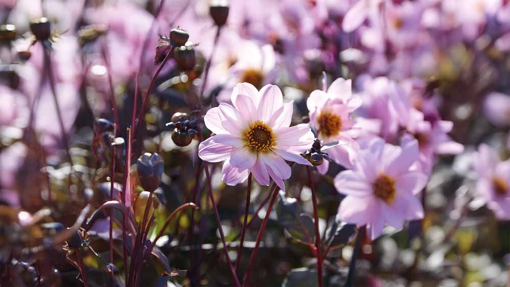 Dahlia pivoine