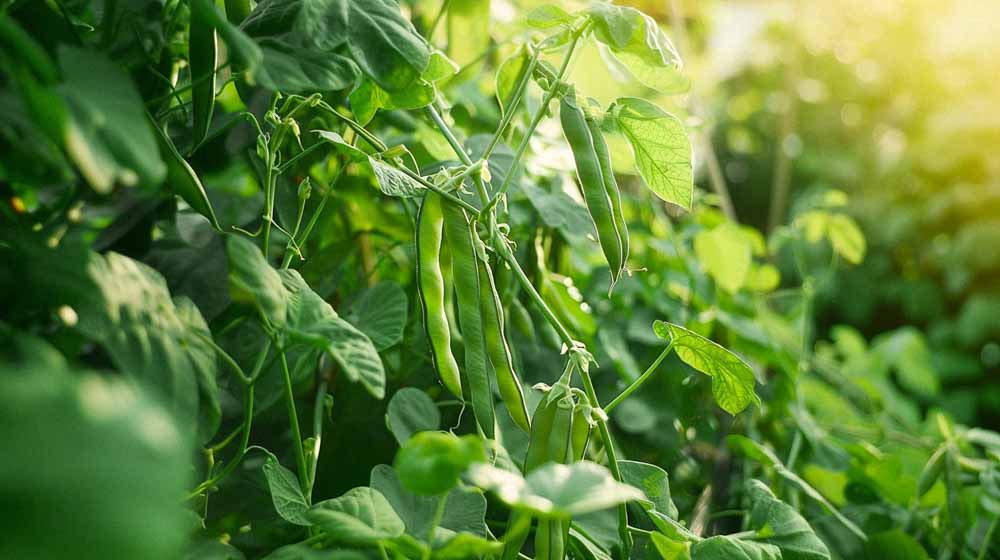 Graines de haricots nains