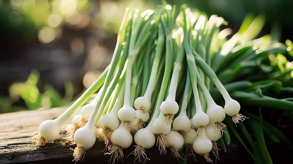 Graines d'oignon de printemps