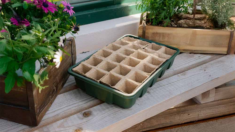 Prégermination