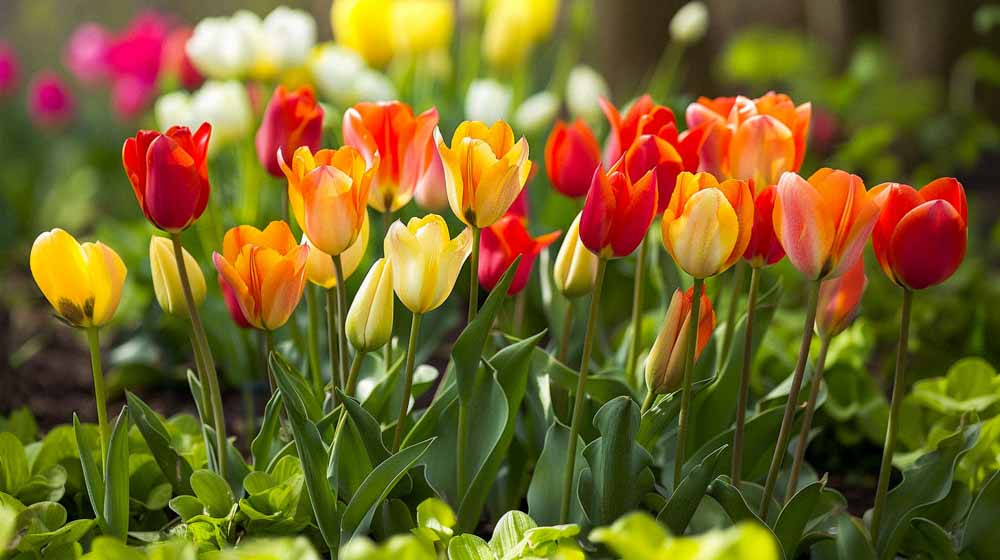 Tulipes Fosteriana