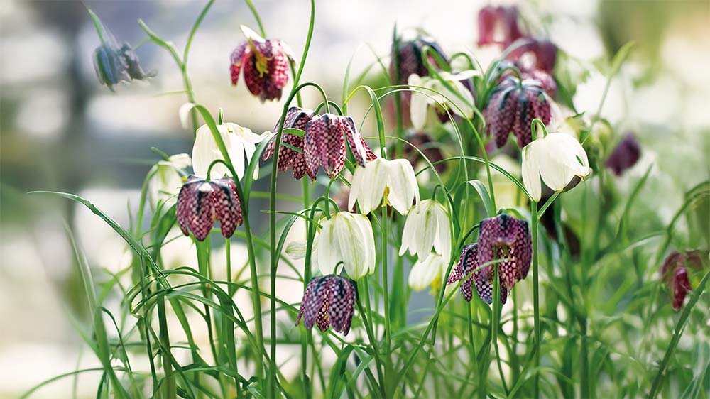 Fritillaires