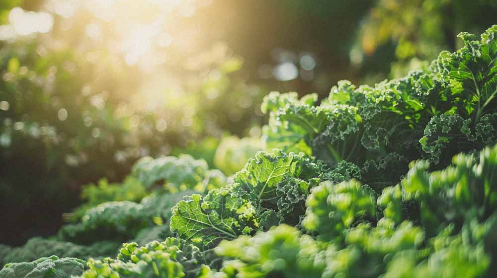 Graines de chou kale
