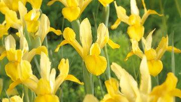 Iris jaunes