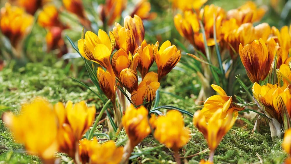 Crocus jaunes