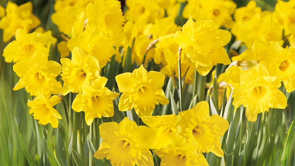 Fleurs de printemps jaunes