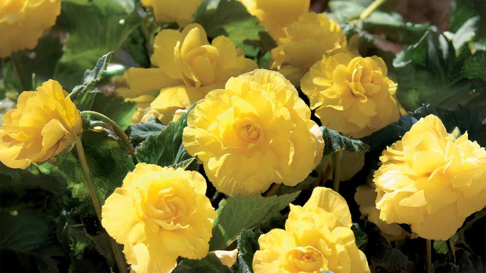 Fleurs d'été jaunes