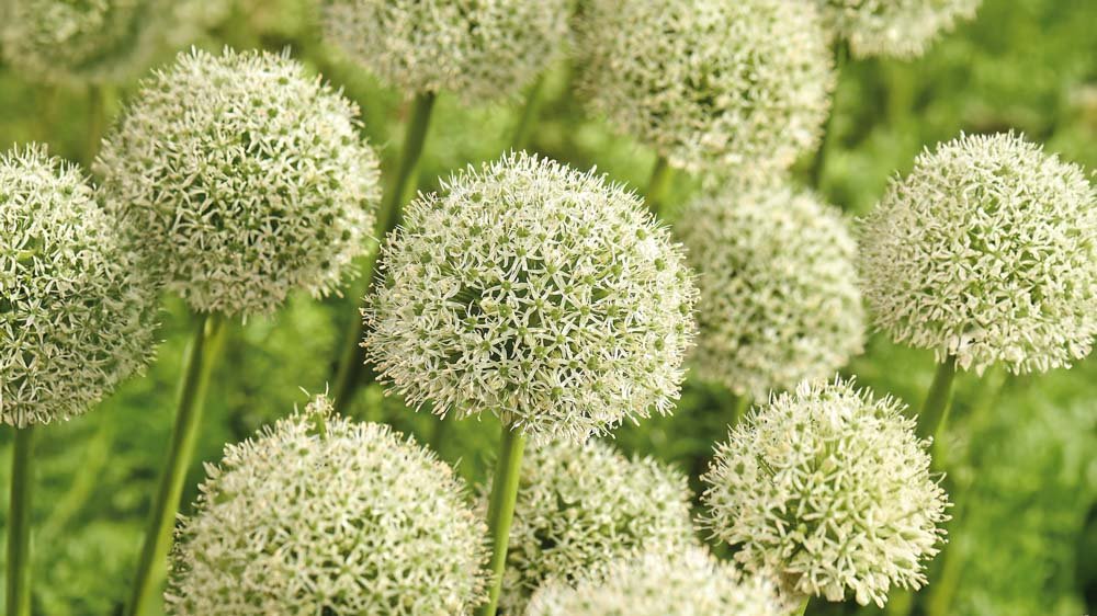Allium blancs
