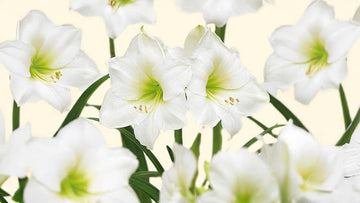 Amaryllis blanche