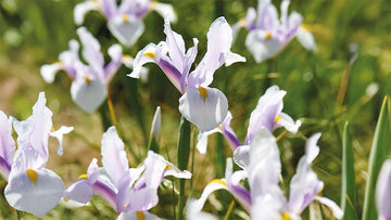 Iris blancs