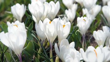 Crocus blancs