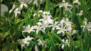 Gloire des neiges blanches