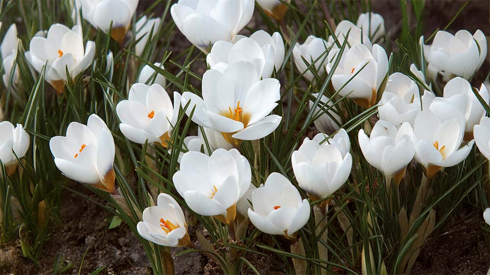 Fleurs de printemps blanches