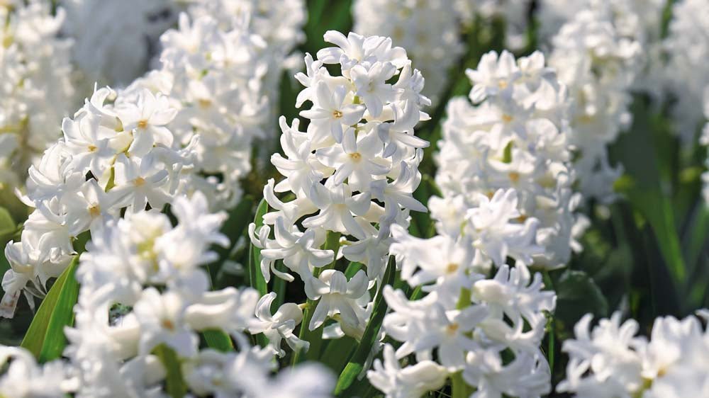 Jacinthes blanches