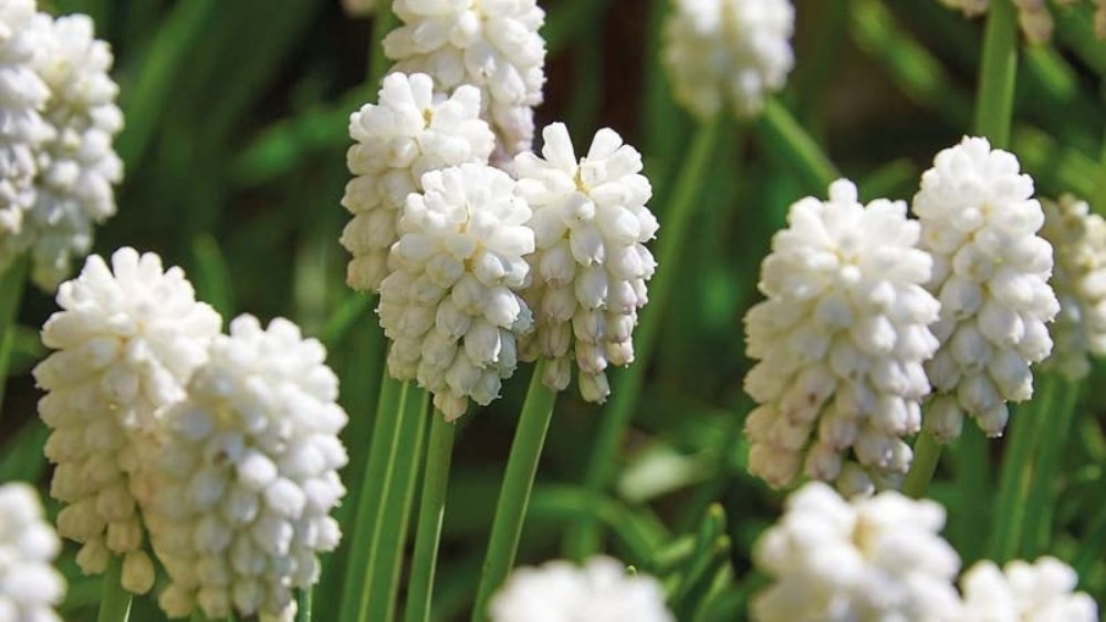 Muscaris blancs