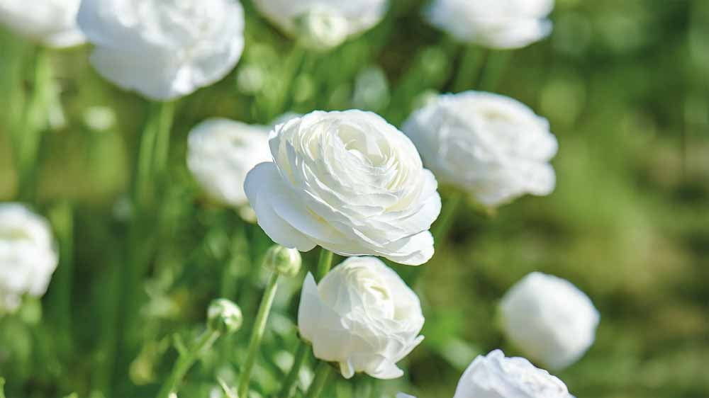Fleurs d'été blanches