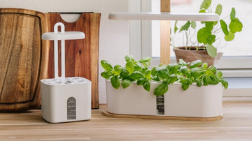 Potager d'intérieur
