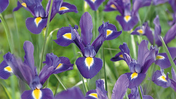 Iris de Hollande