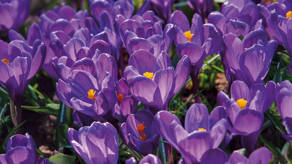 Crocus