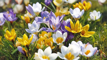 Mélanges de crocus