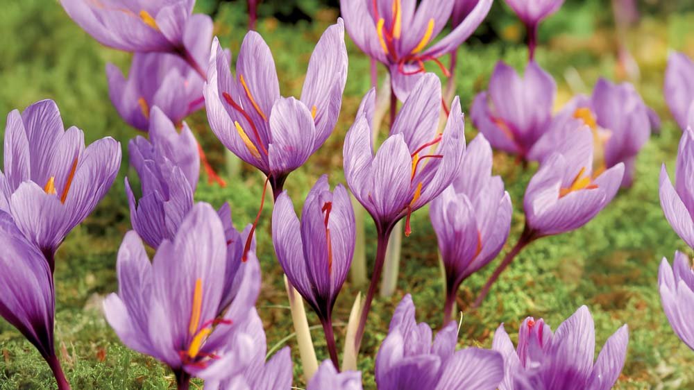 Crocus safran