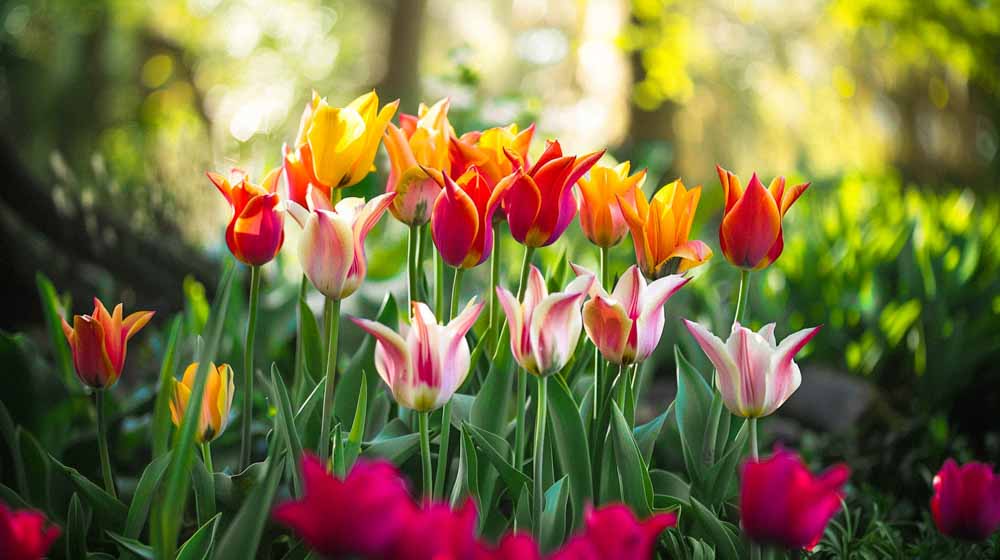 Tulipes à fleurs de lys