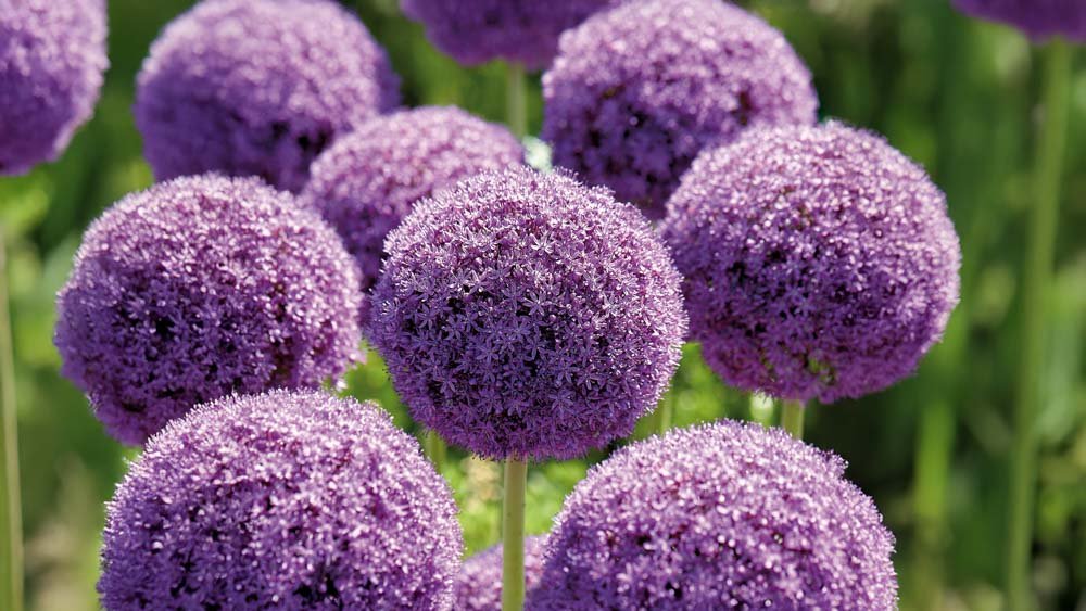 Allium violets