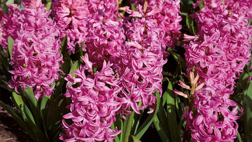 Jacinthes violettes