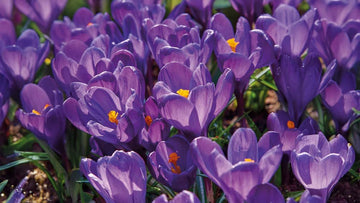 Crocus violets