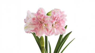 Amaryllis rose