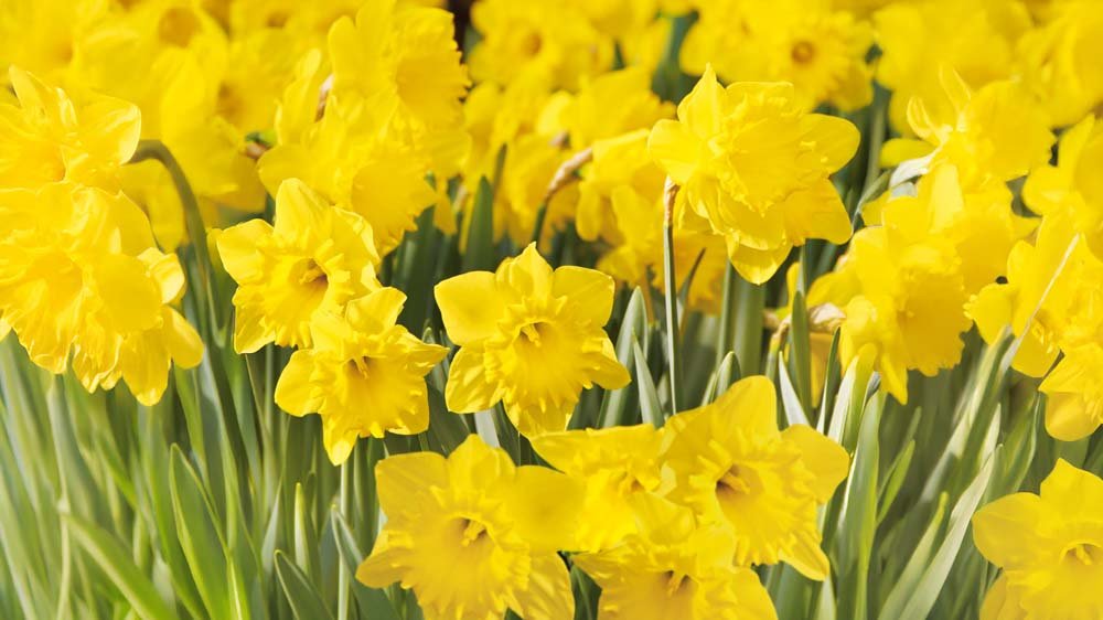 Jonquilles