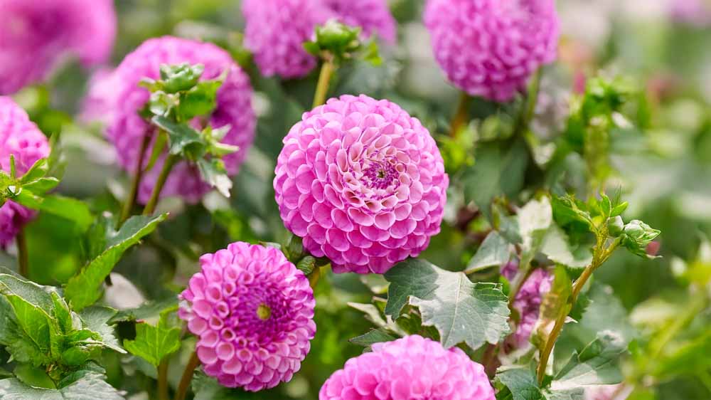 Dahlia rose