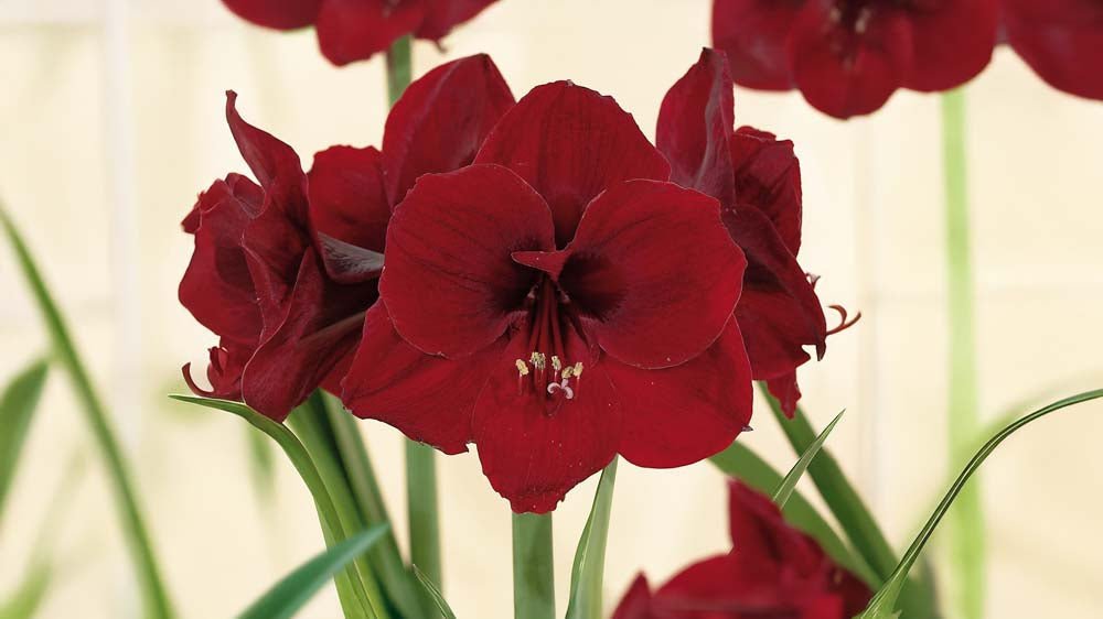 Amaryllis rouge