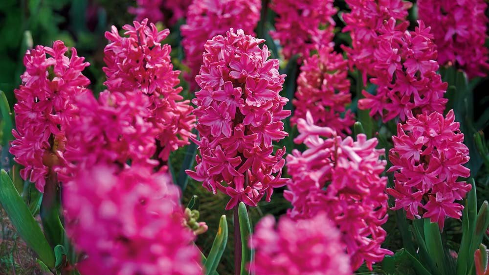 Jacinthes rouges
