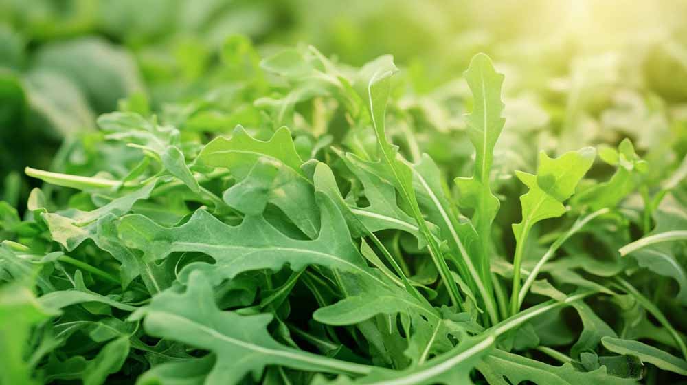 Graines de roquette