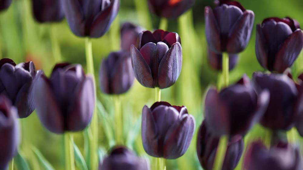 Tulipes tardives