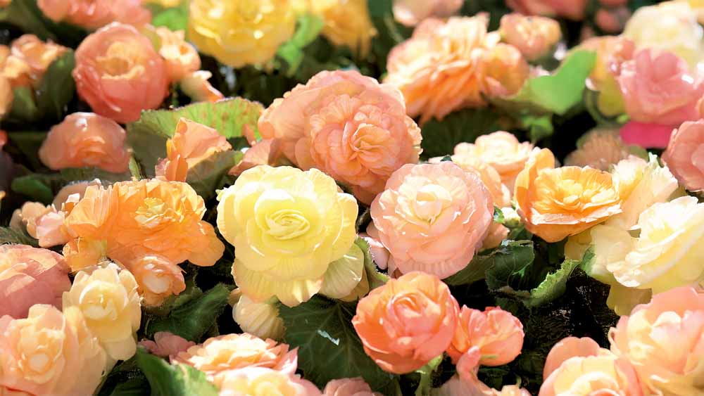 Fleurs d'été